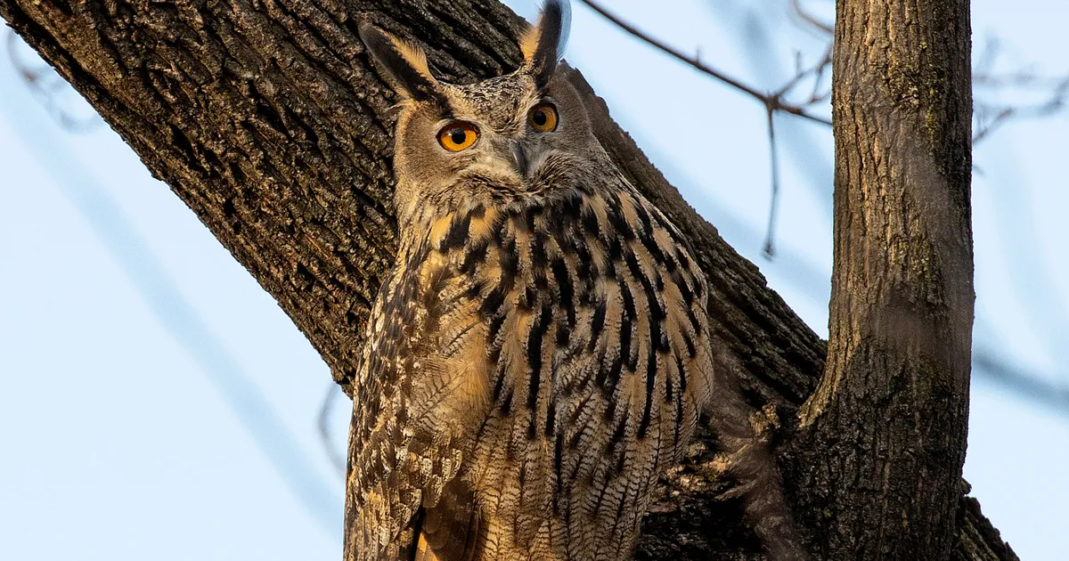 New York City Mourns the Loss of Celebrity Owl Flaco - FAME Delivered