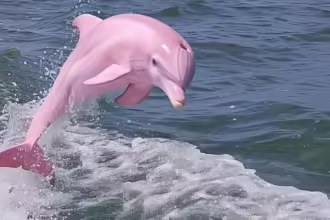 Pink dolphin spotted in US waters real or fake? Viral photos spark AI theories | FAME DELIVERED
