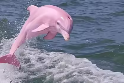 Pink dolphin spotted in US waters real or fake? Viral photos spark AI theories | FAME DELIVERED