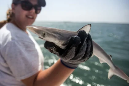 Sharks off Brazil coast test positive for cocaine