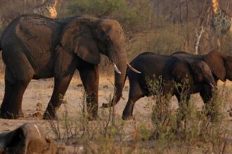 Namibia plans to kill elephants for meat amid crippling drought: Report